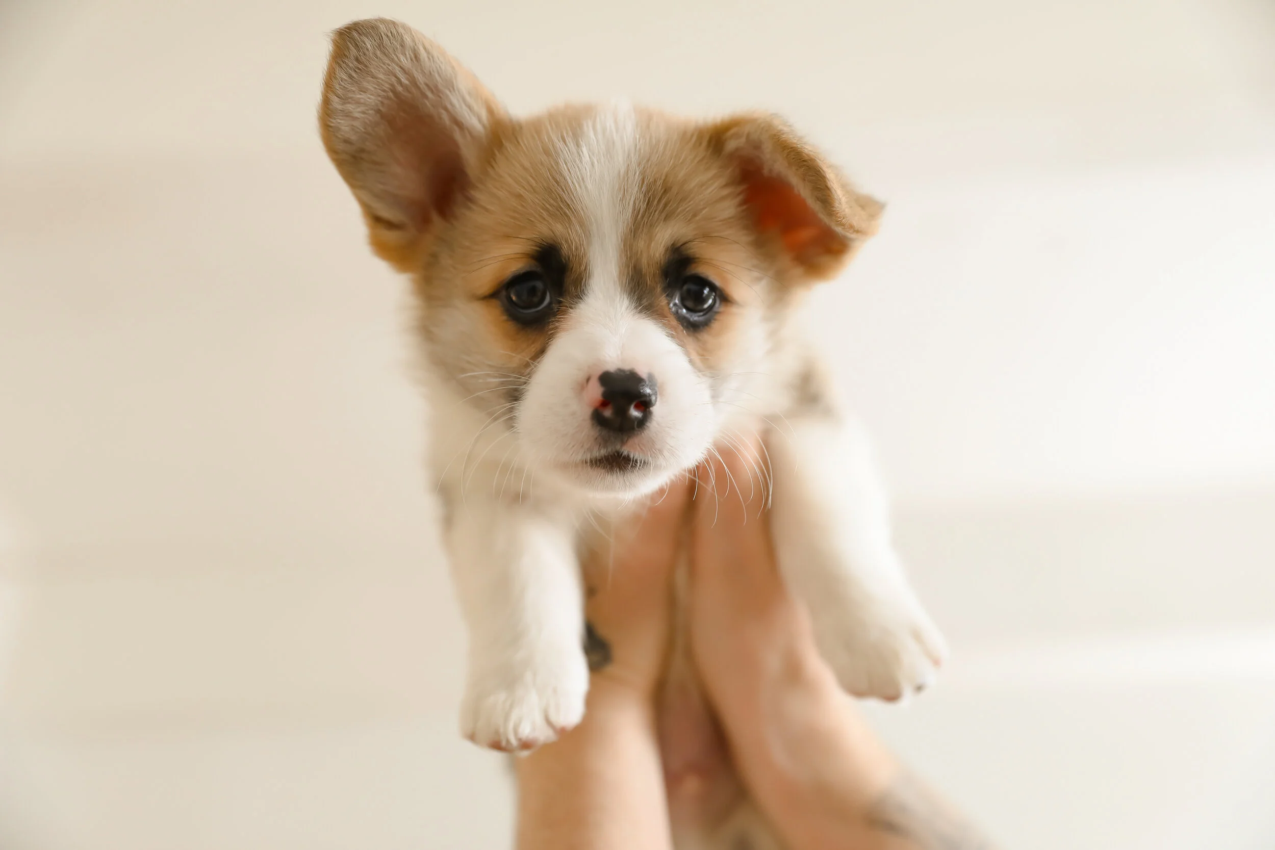 puppy-shampoo.png