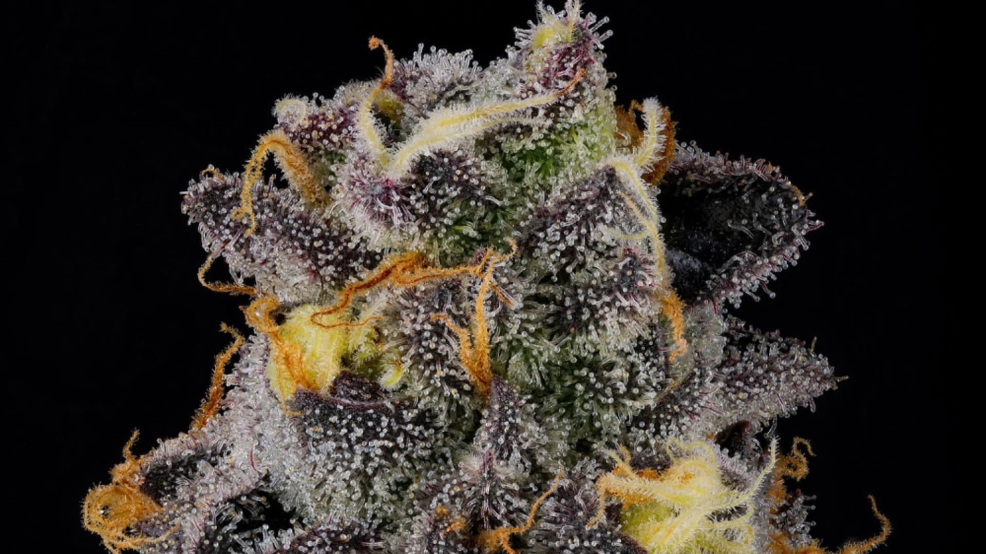 rainbow-runtz-strain.jpg