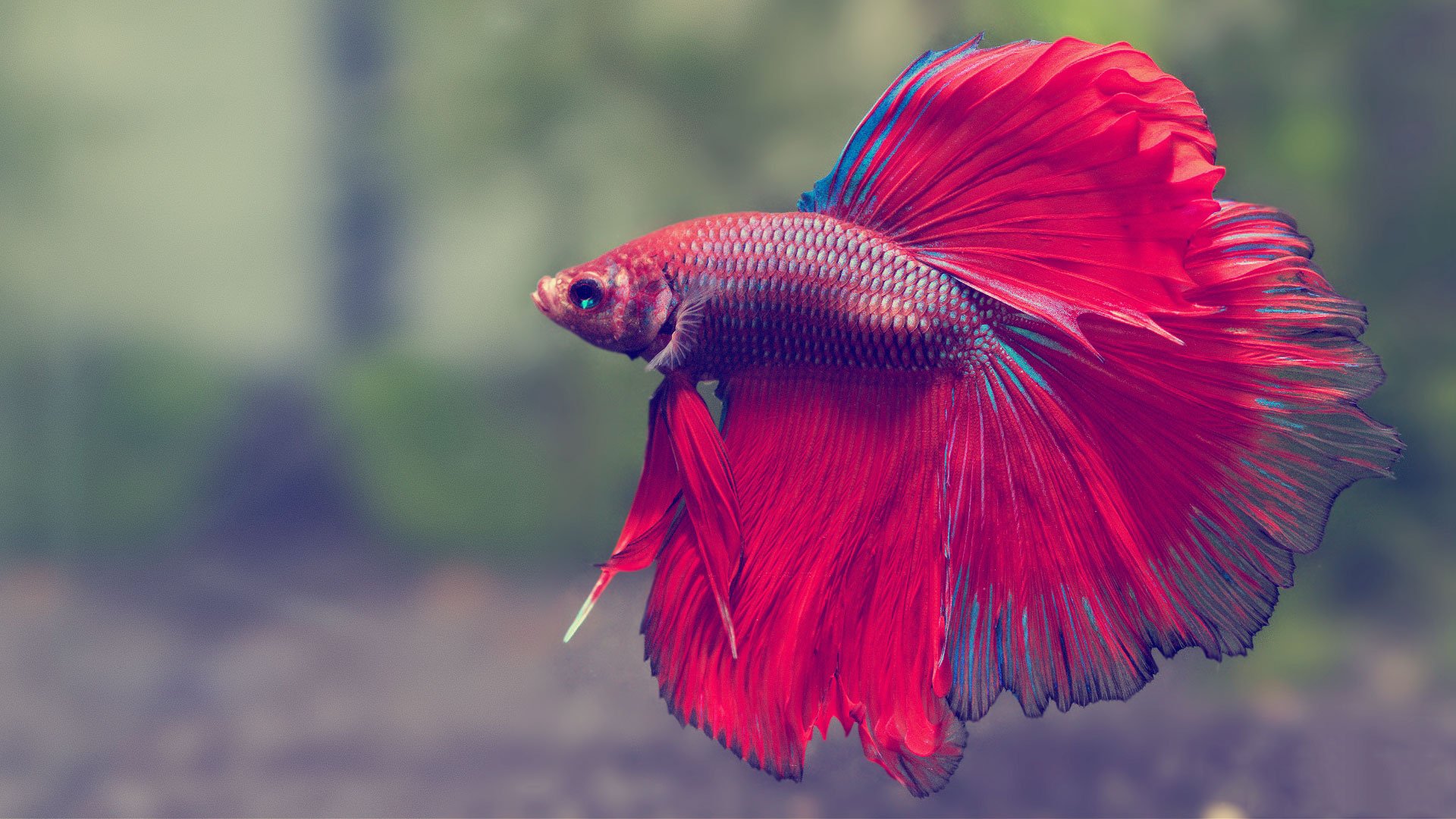 siamese-fish-tank-guide.jpg