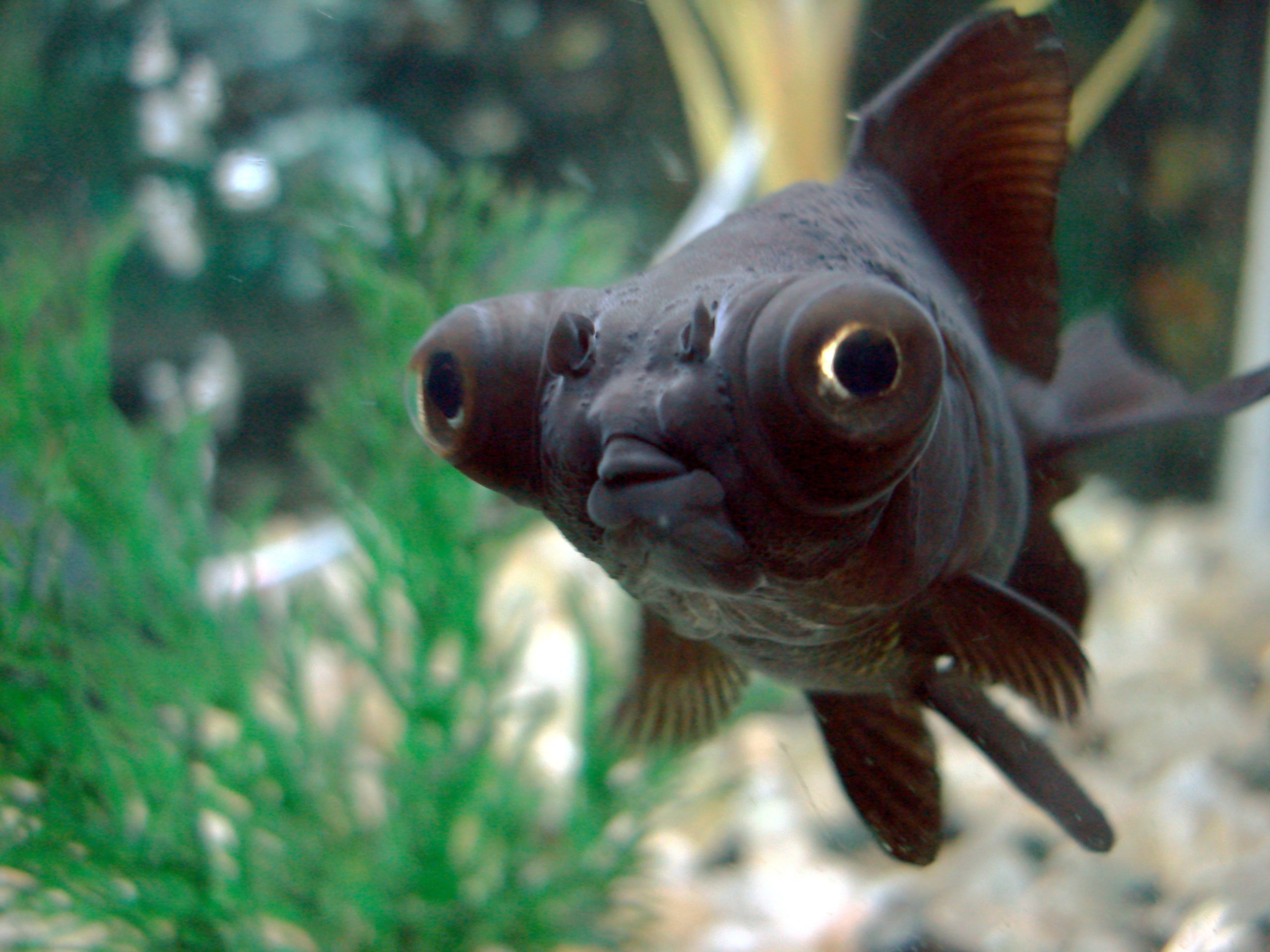 telescope-goldfish.jpg